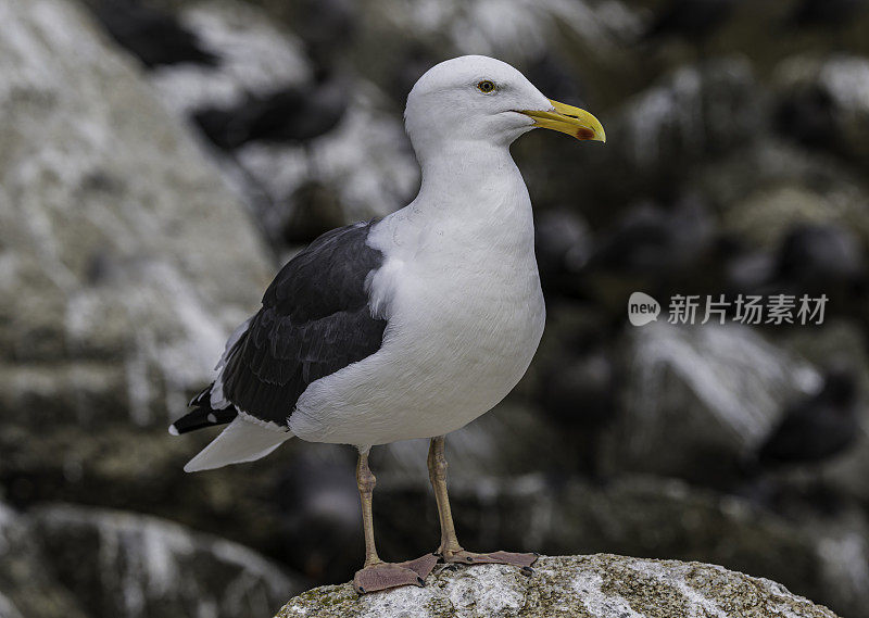 西洋鸥，西洋海鸥。Point Lobos州立公园，加利福尼亚州